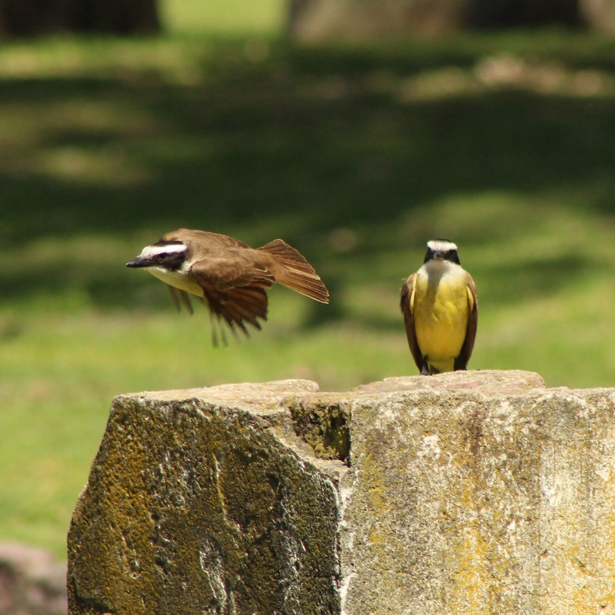 Great Kiskadee - ML643322743
