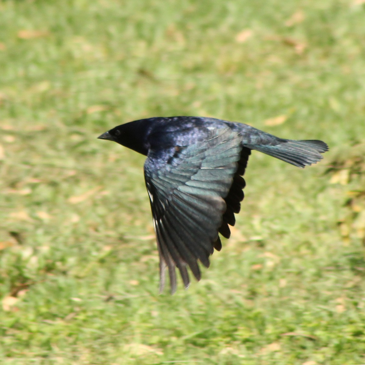 Shiny Cowbird - ML643322791