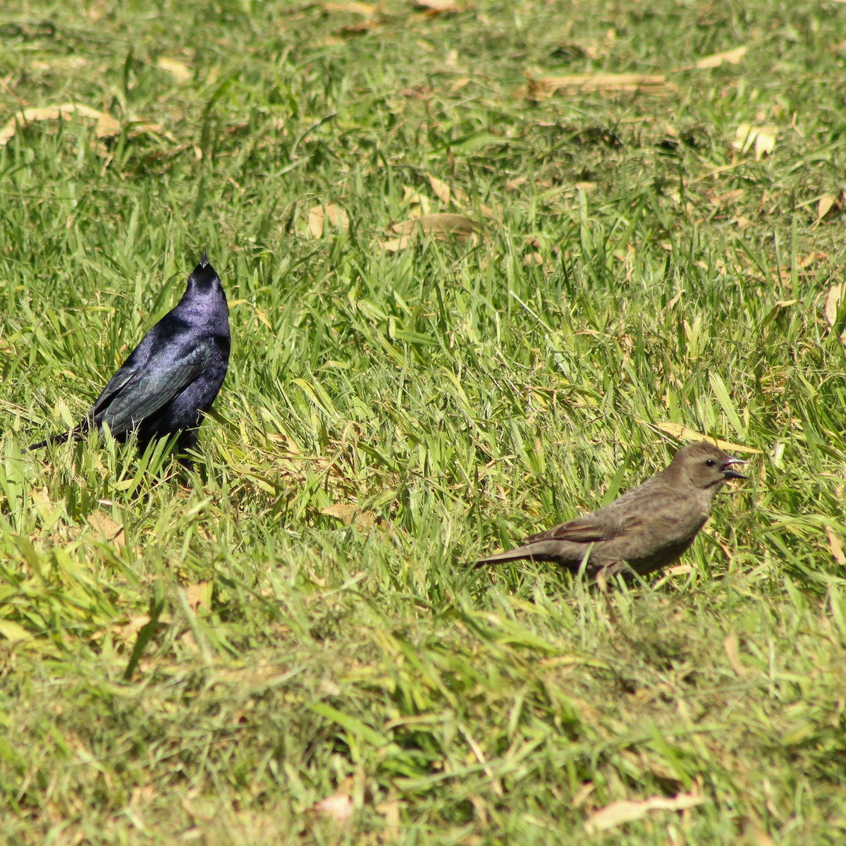Shiny Cowbird - ML643322792
