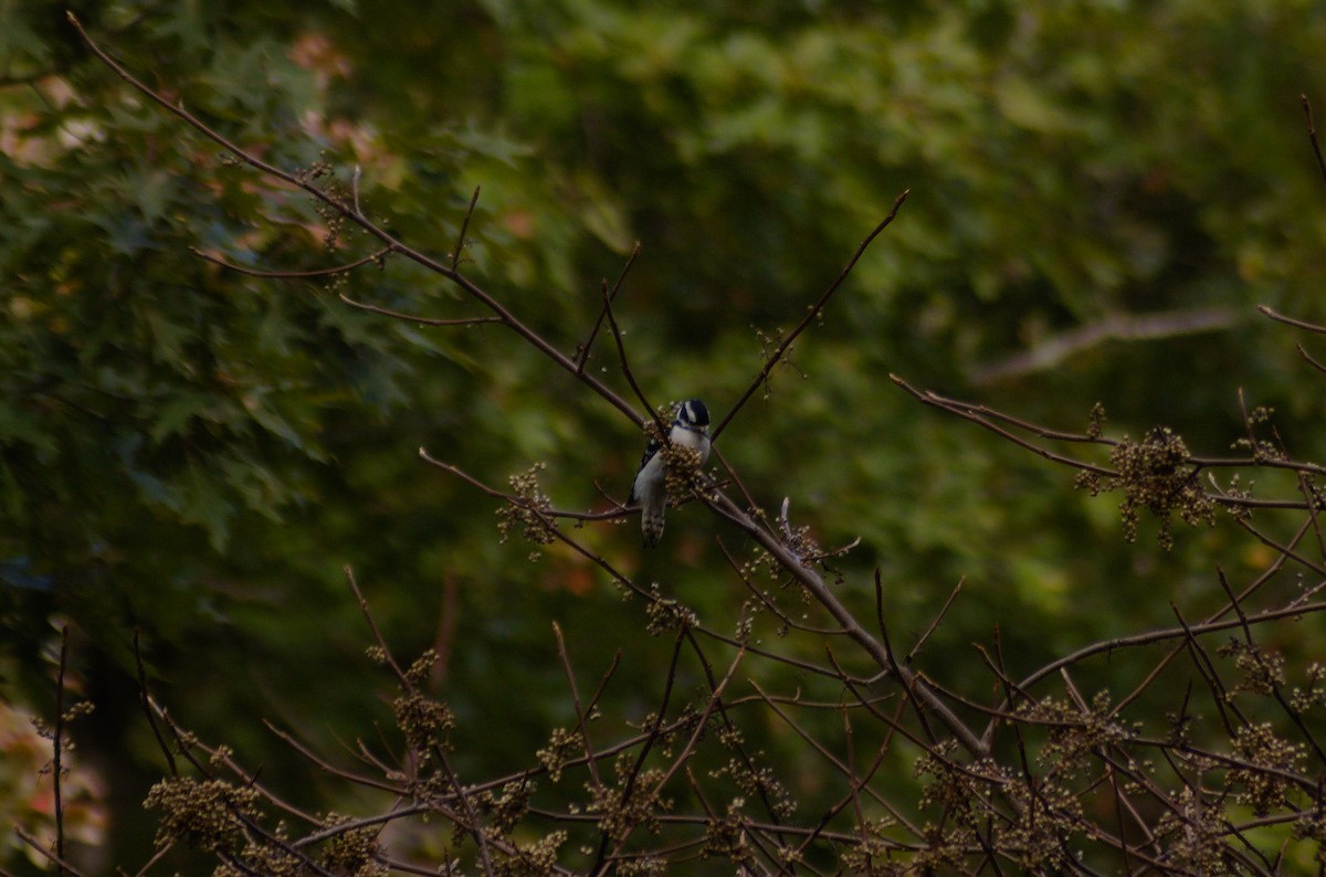 Дятел пухнастий - ML643322793