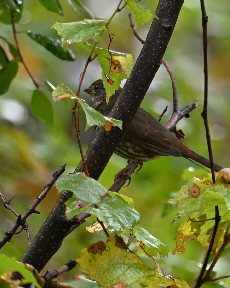 Fox Sparrow (Slate-colored) - ML643322796