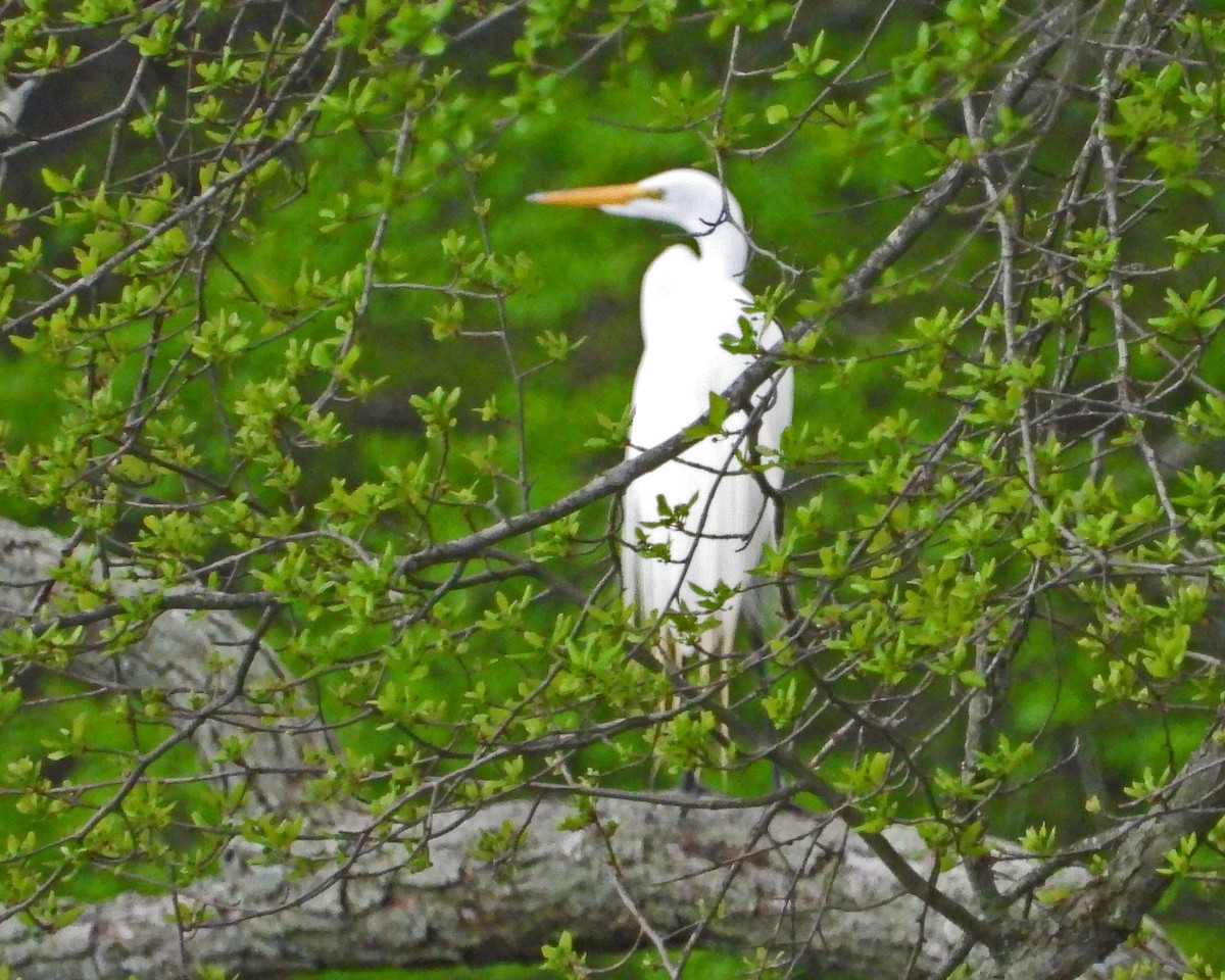 Great Egret - ML643322807