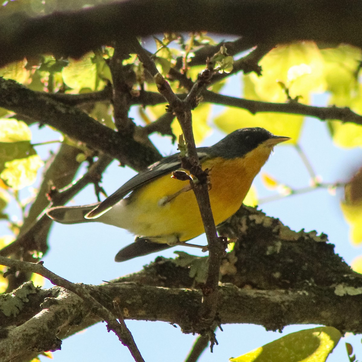 Tropical Parula - ML643322809