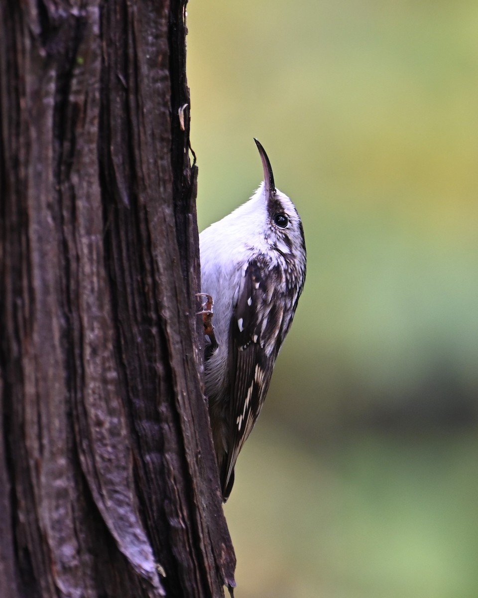 Brown Creeper - ML643322824