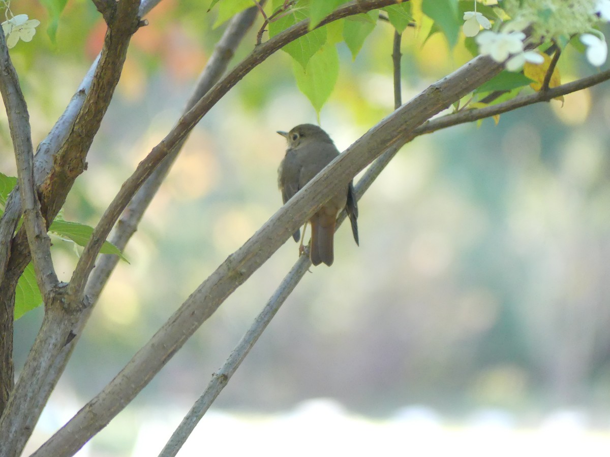 Hermit Thrush - ML643322826