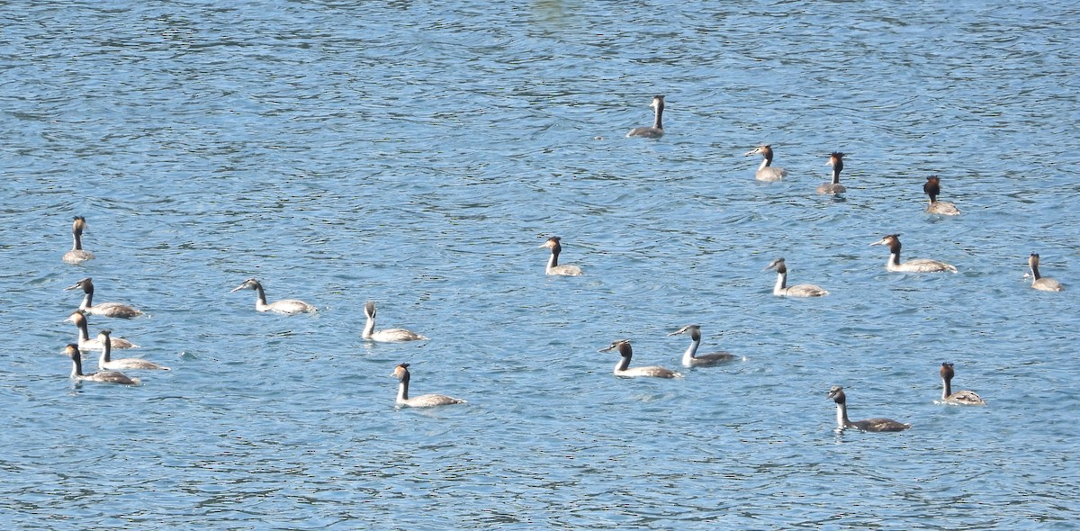 Great Crested Grebe - ML643322827
