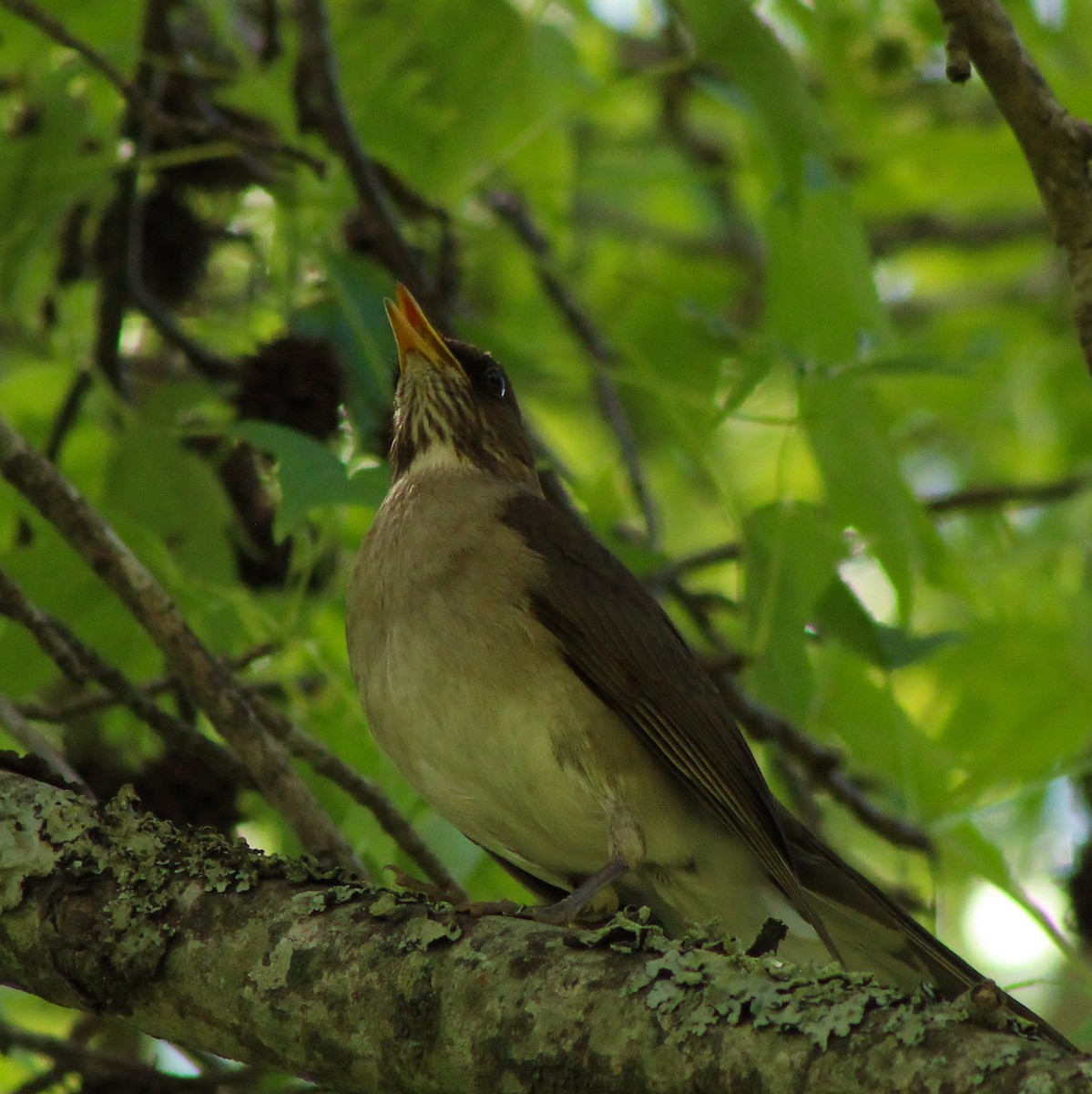 Creamy-bellied Thrush - ML643322832