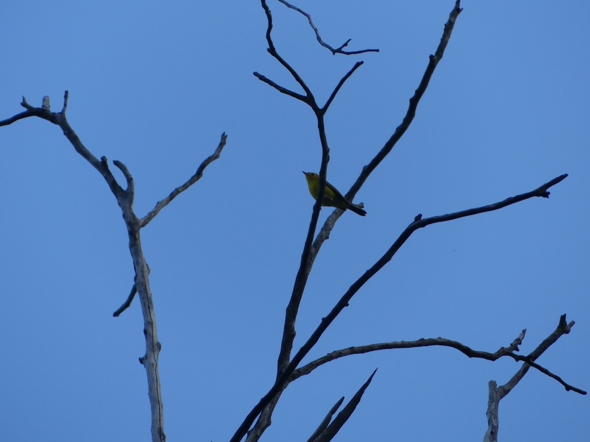 Wilson's Warbler - ML643322837