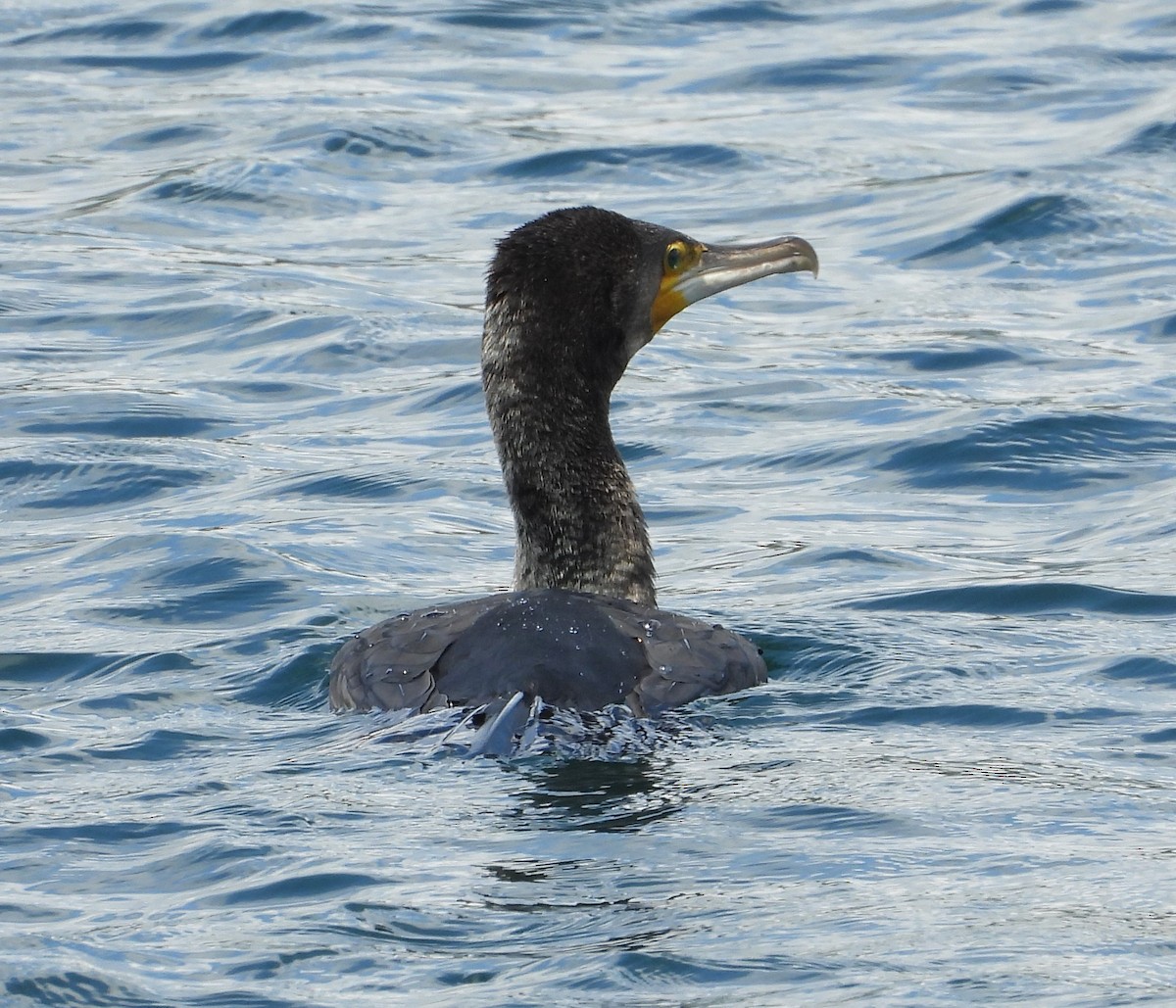 Great Cormorant (Australasian) - ML643322845