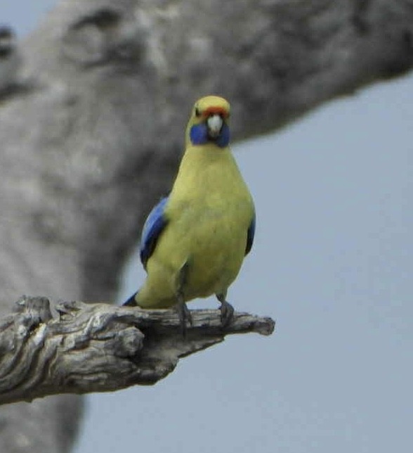 Rosella cremisi - ML643322849