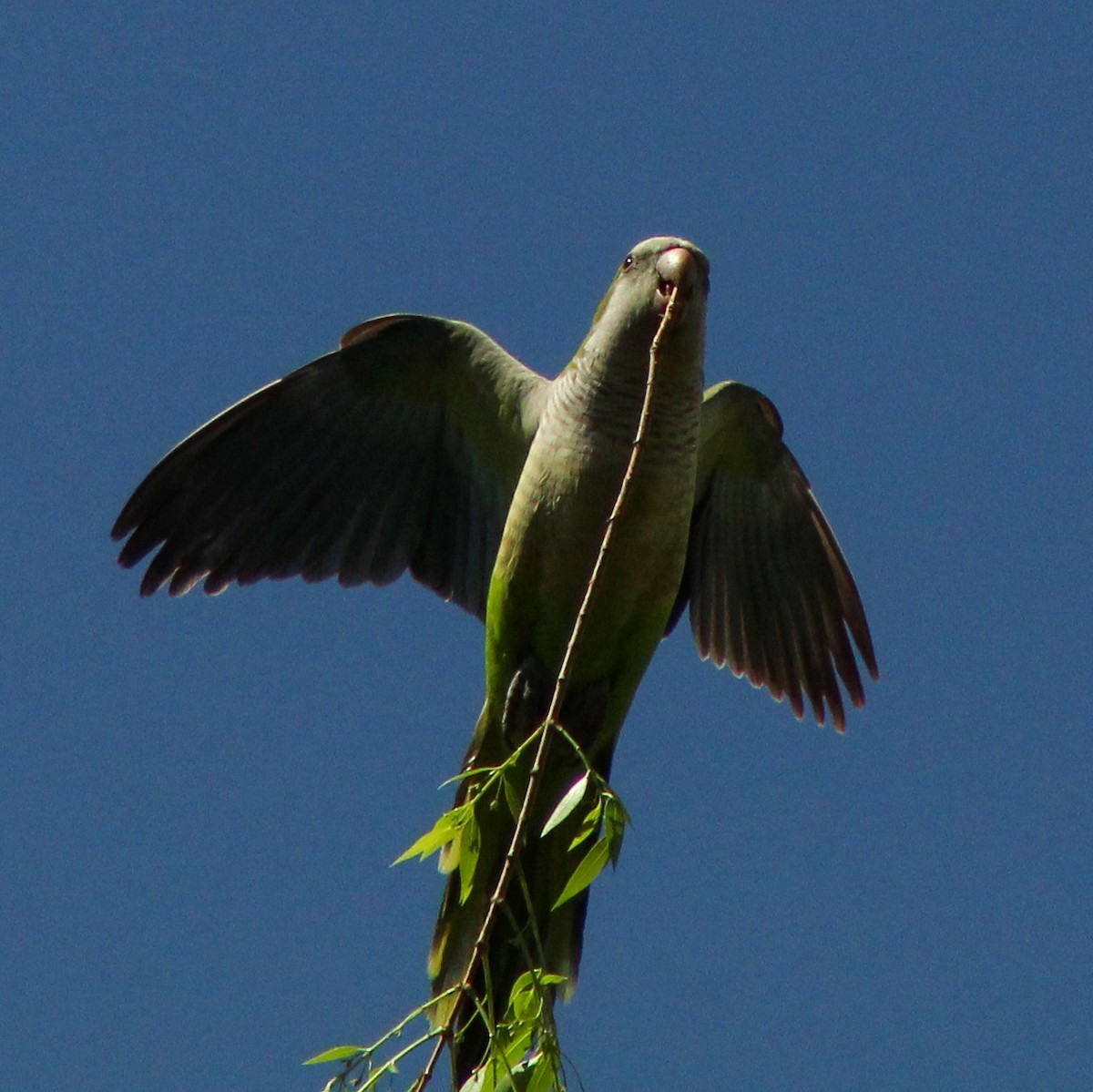 Monk Parakeet - ML643322850