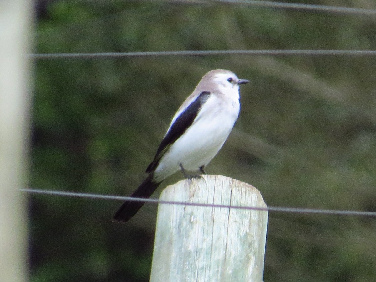 Black-and-white Monjita - ML643322856