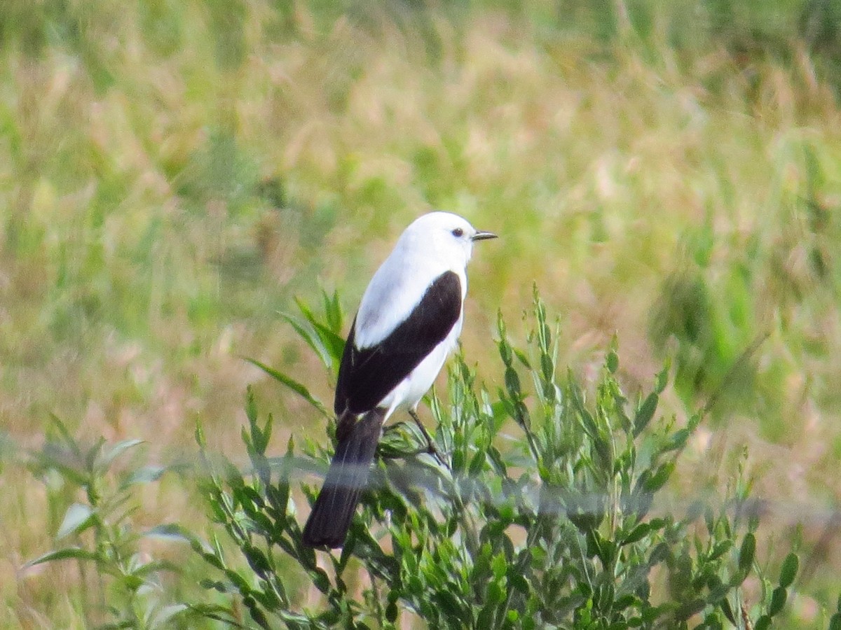 Black-and-white Monjita - ML643322857