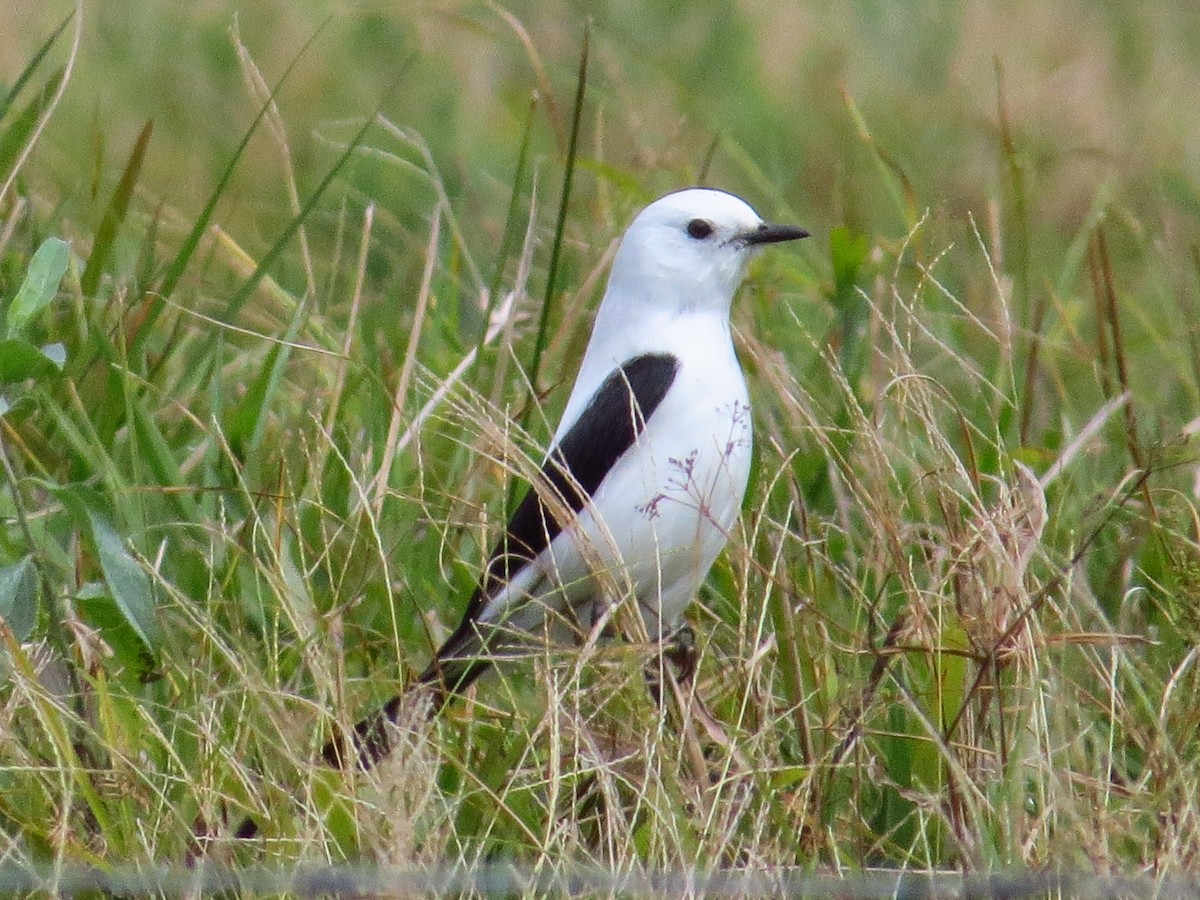 Black-and-white Monjita - ML643322858