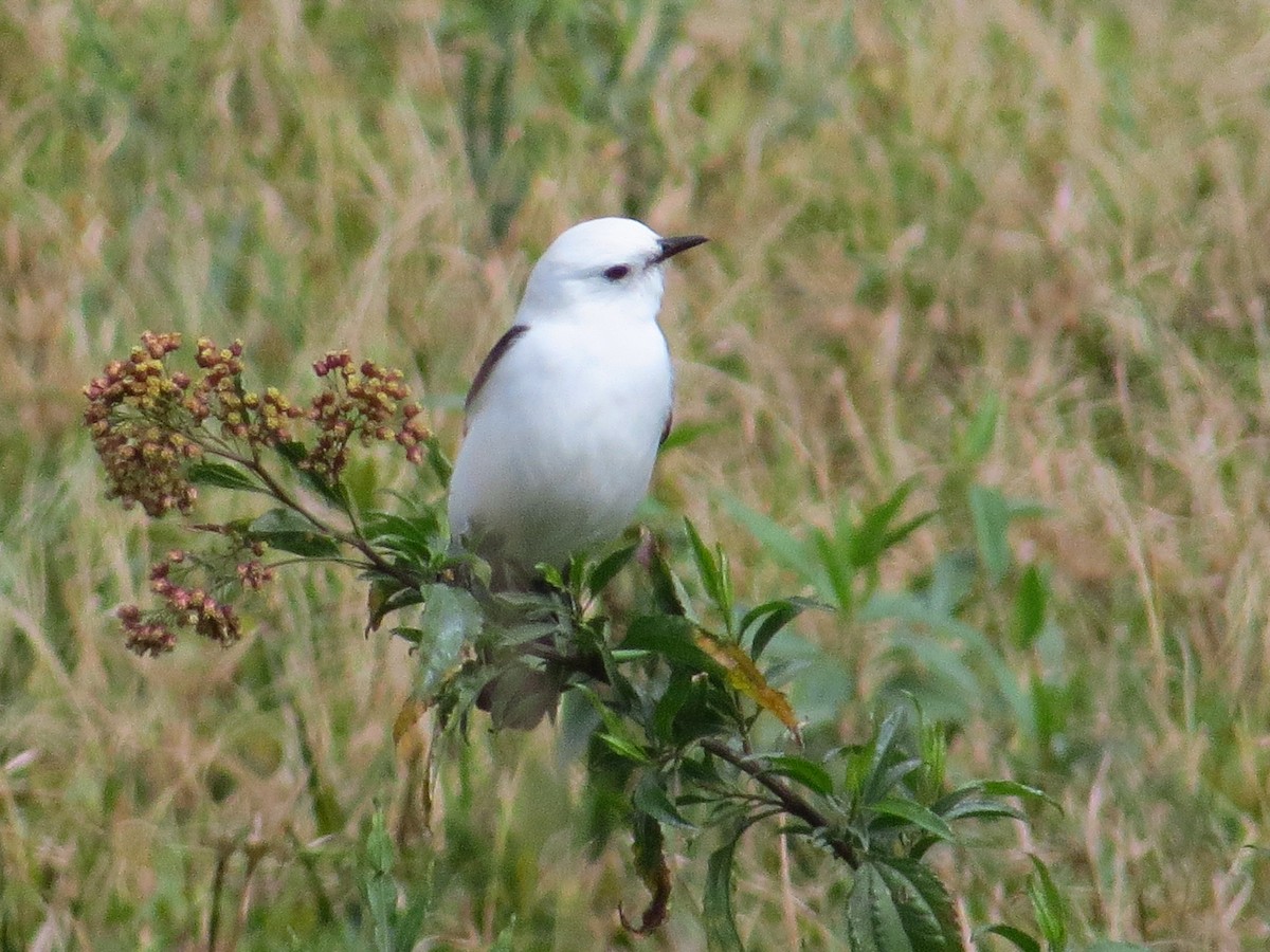 Black-and-white Monjita - ML643322859