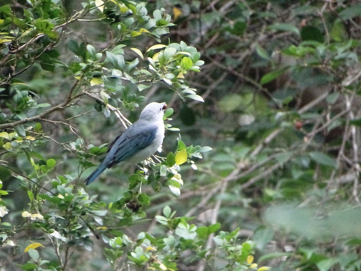 Blue-gray Tanager - ML643322863