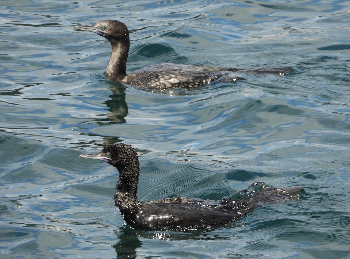 Little Black Cormorant - ML643322864