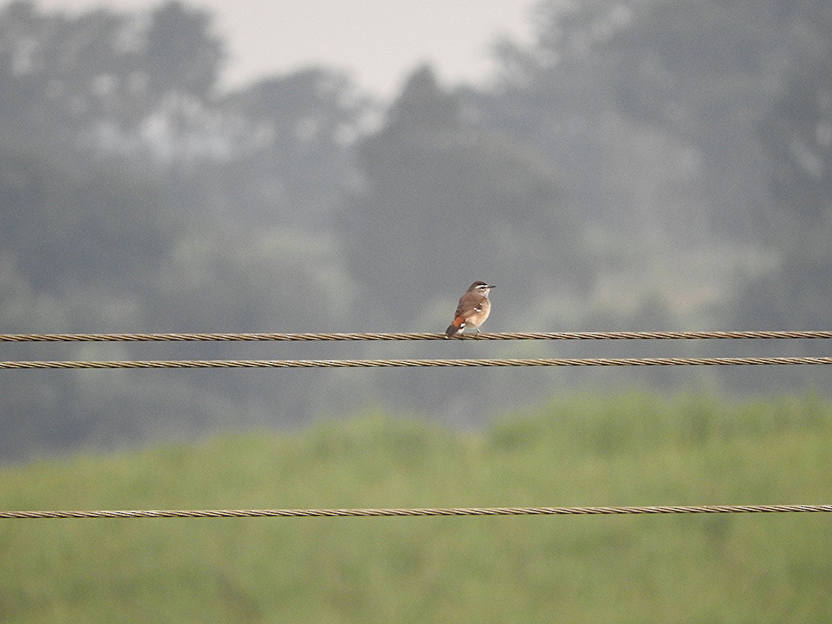 Brown-backed Scrub-Robin - ML643322884