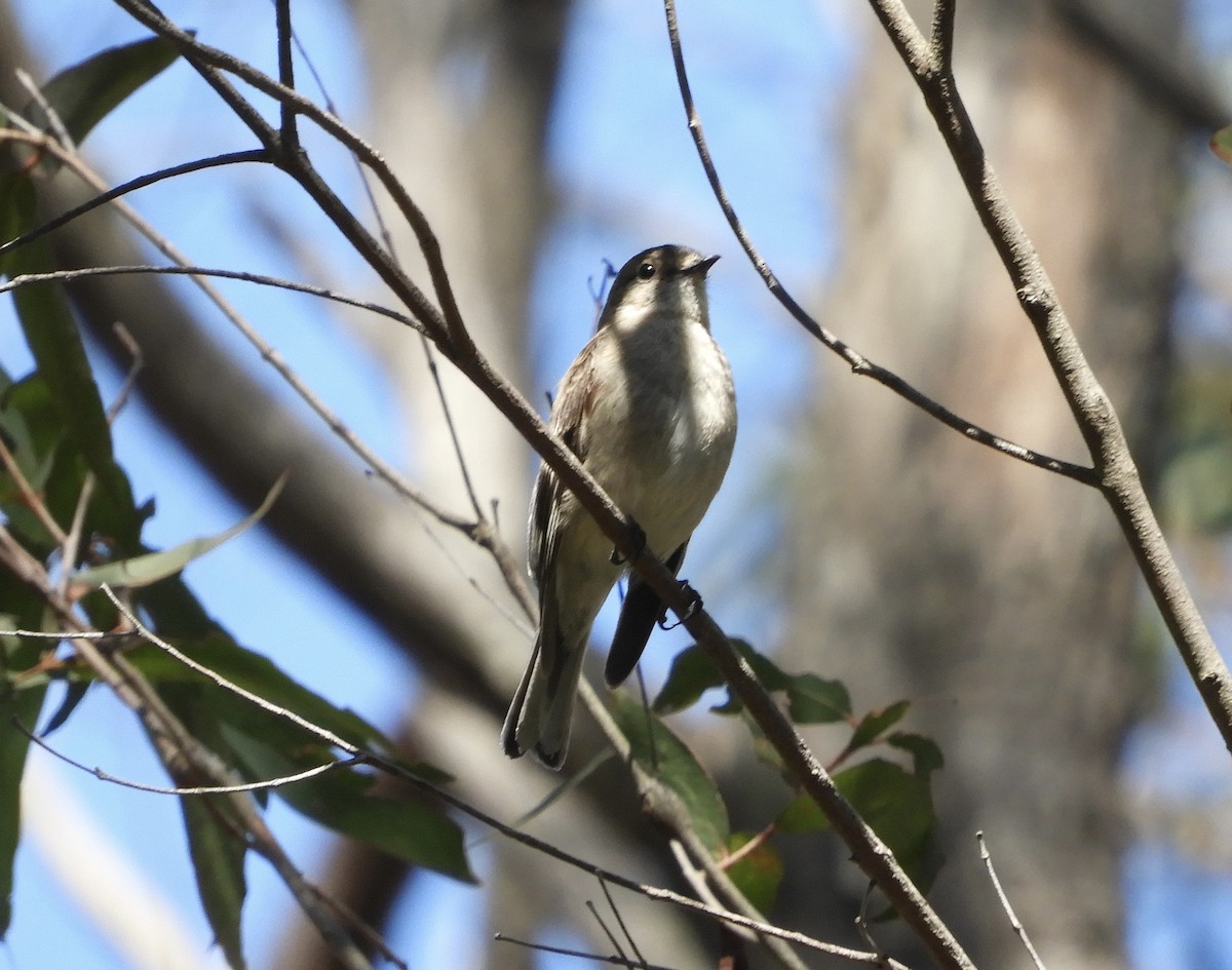 Flame Robin - ML643322889