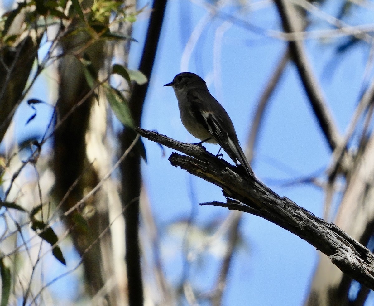 Flame Robin - ML643322896