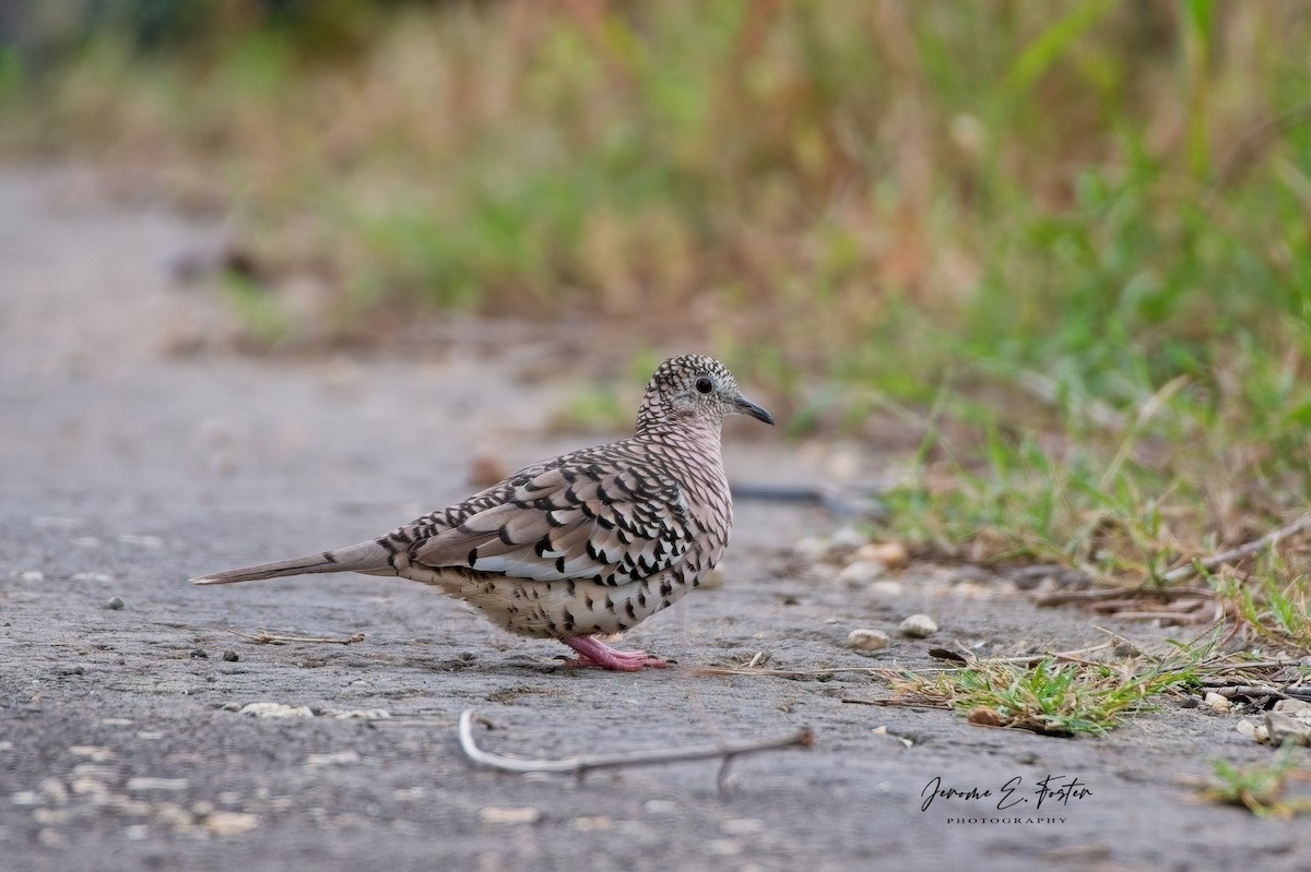 Scaled Dove - ML643322910