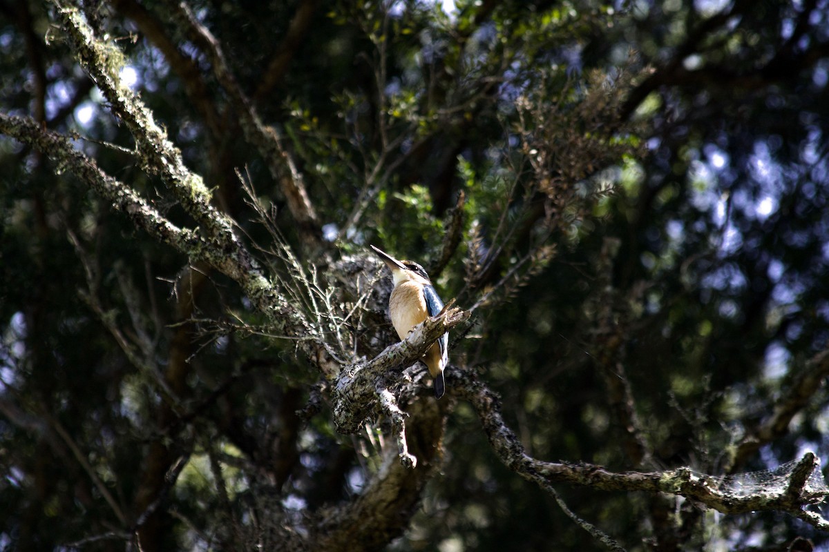 Sacred Kingfisher - ML643322911