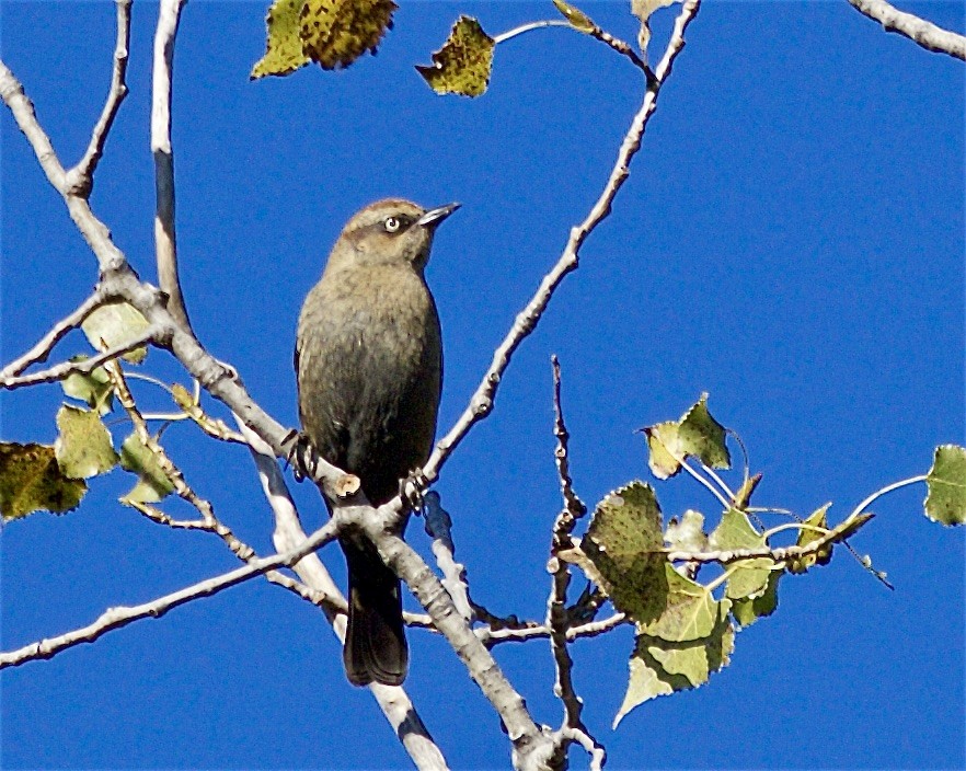 Quiscale rouilleux - ML643322914