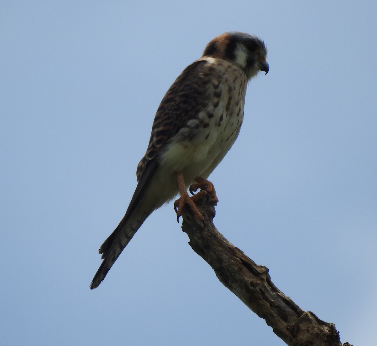 American Kestrel - ML643322925