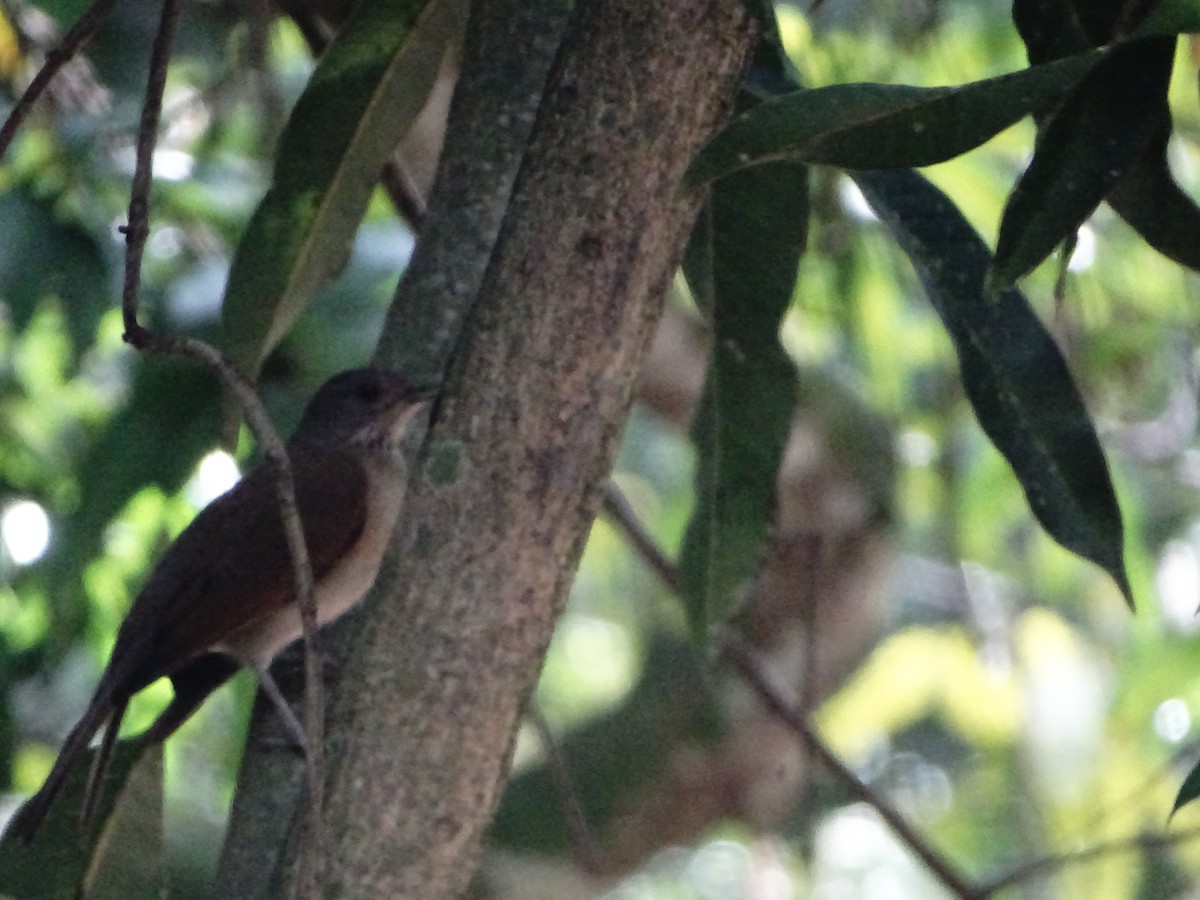Pale-breasted Thrush - ML643322931
