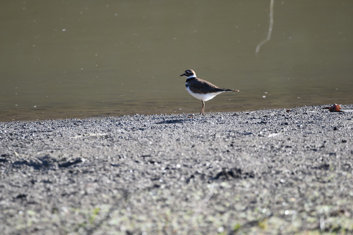 Killdeer - ML643322941