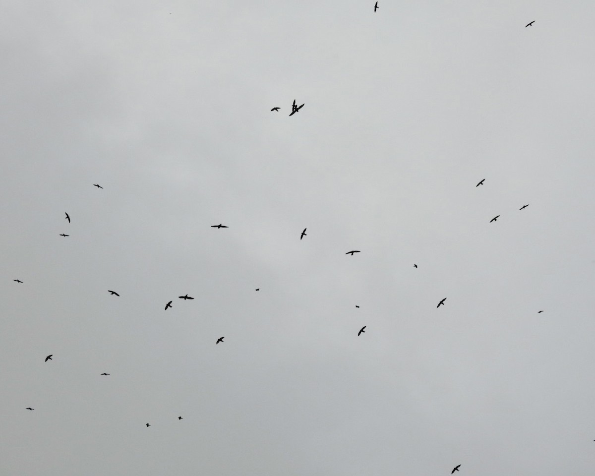 White-collared Swift - ML643322953