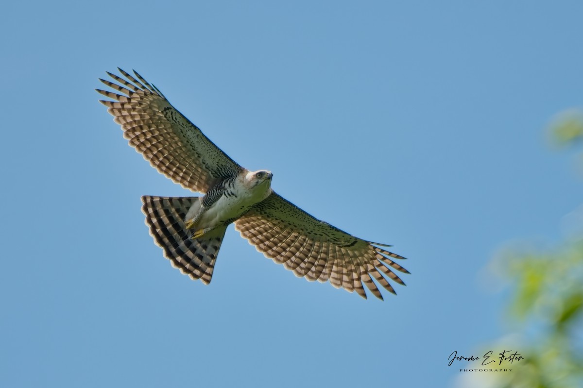 Ornate Hawk-Eagle - ML643322973