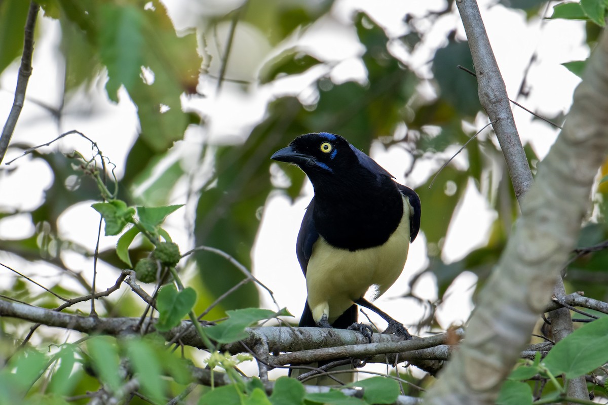 Black-chested Jay - ML643322977