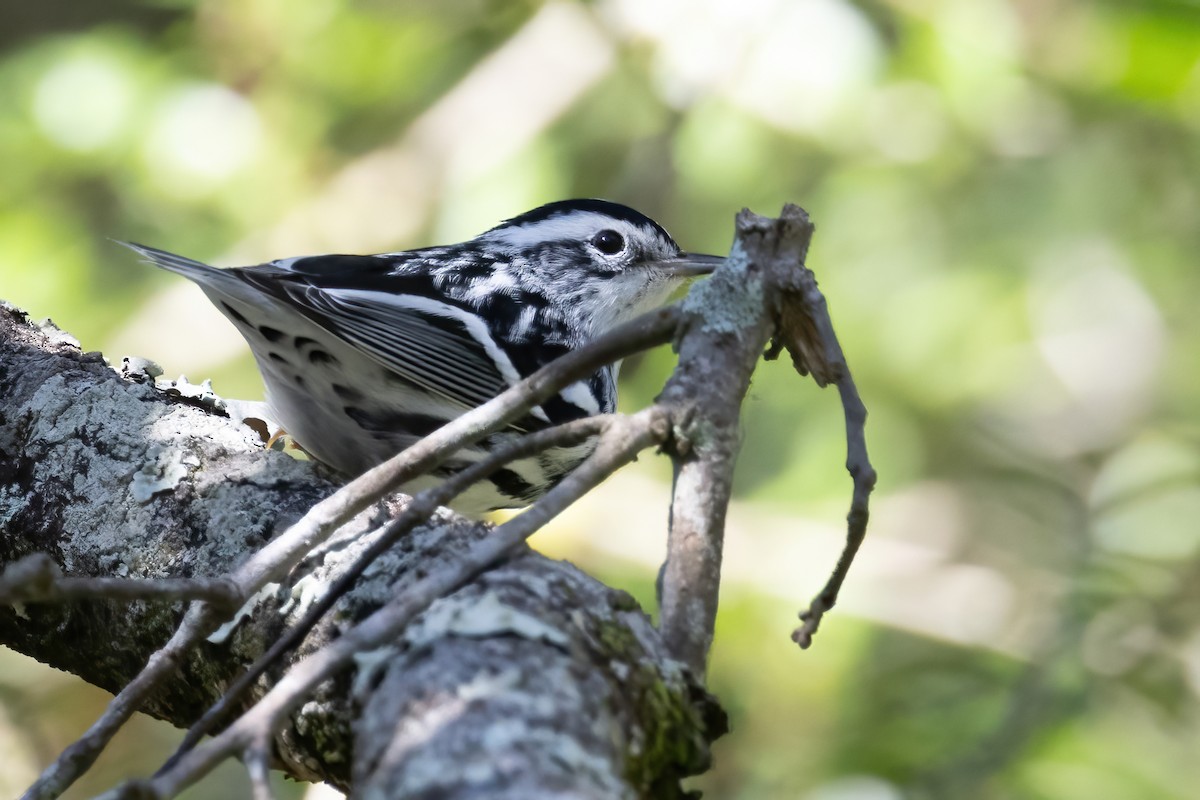 Black-and-white Warbler - ML643322978