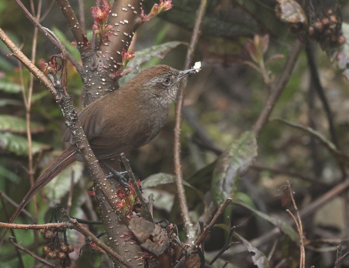 Puna Thistletail - ML643322999