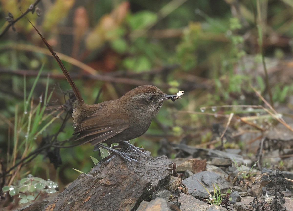Puna Thistletail - ML643323001