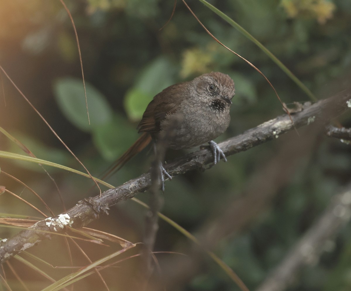 Puna Thistletail - ML643323002