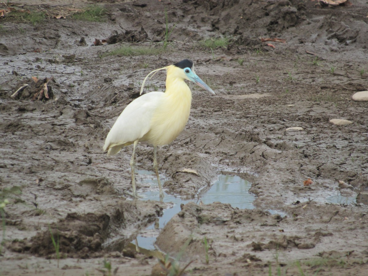 Capped Heron - ML643323003