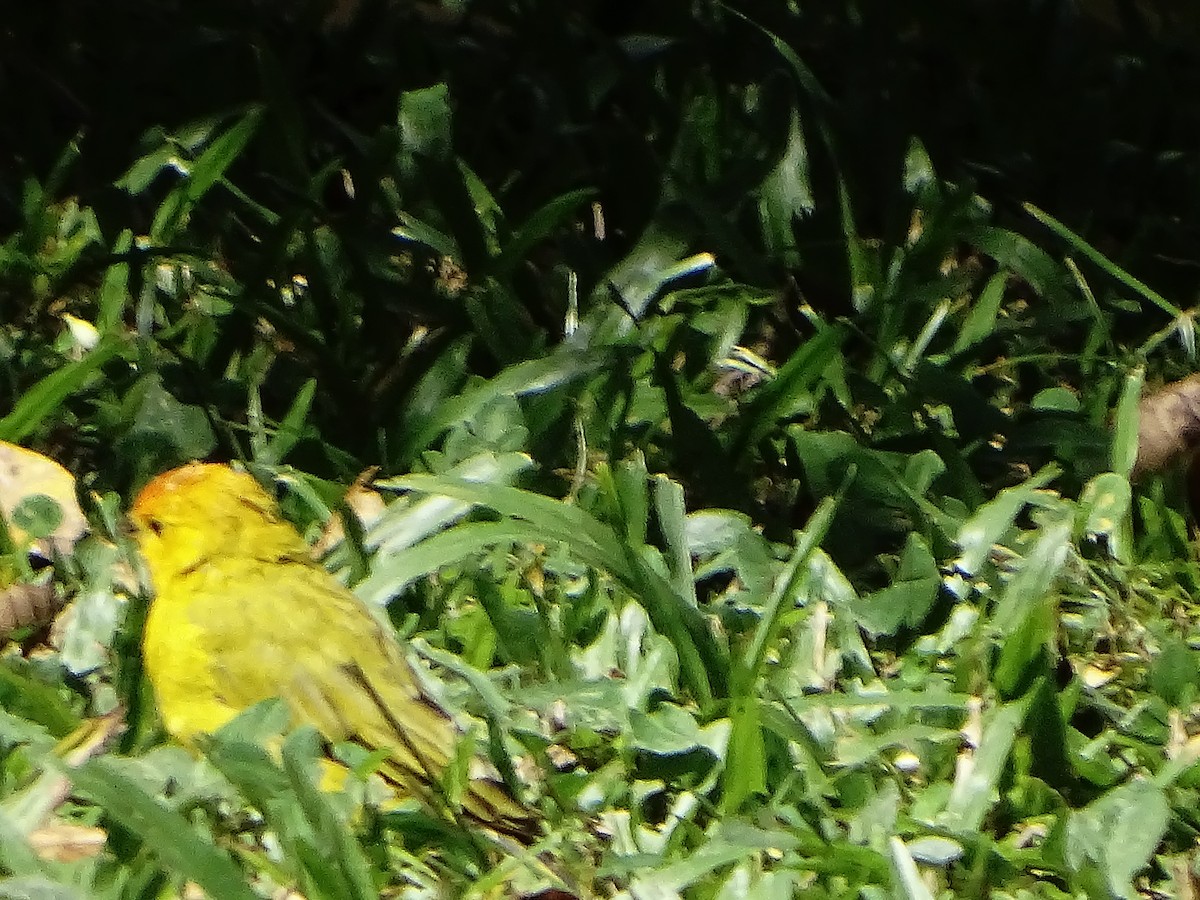 Saffron Finch - ML643323020