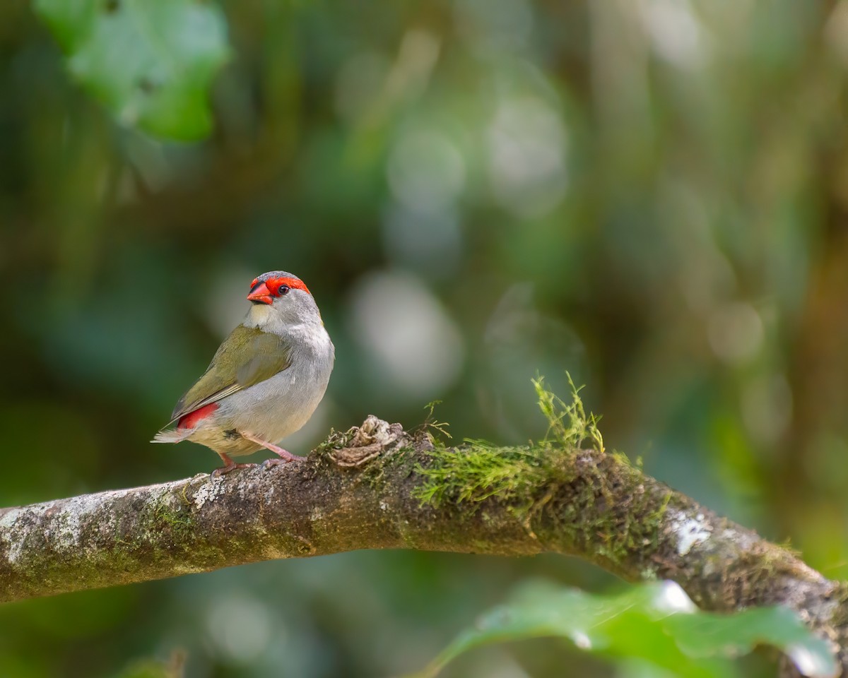 Red-browed Firetail - ML643323021
