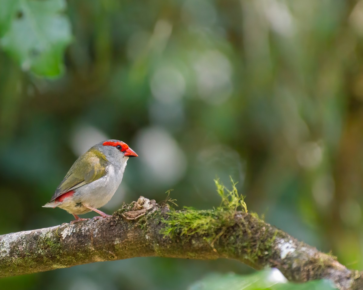 Red-browed Firetail - ML643323022