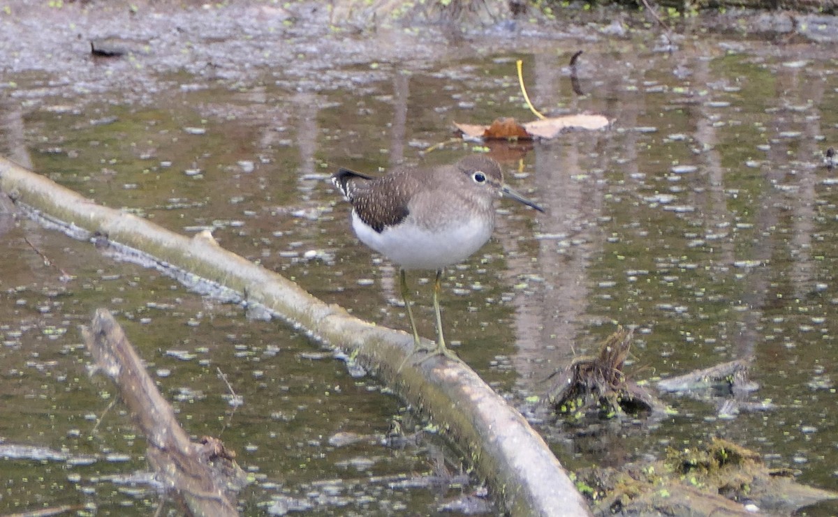 Solitary Sandpiper - ML643323025