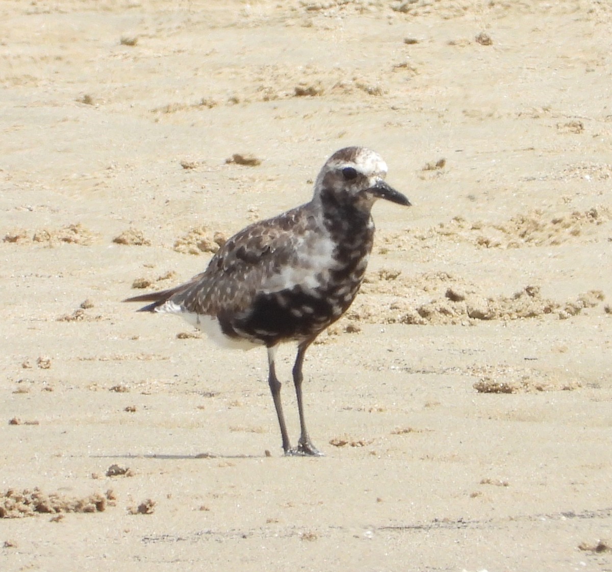 Black-bellied Plover - ML643323028