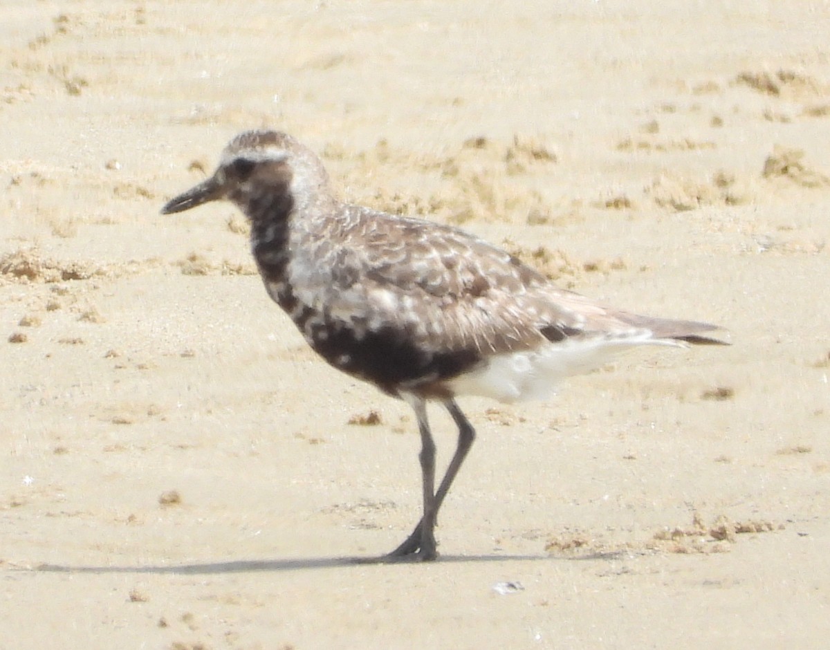 Black-bellied Plover - ML643323029