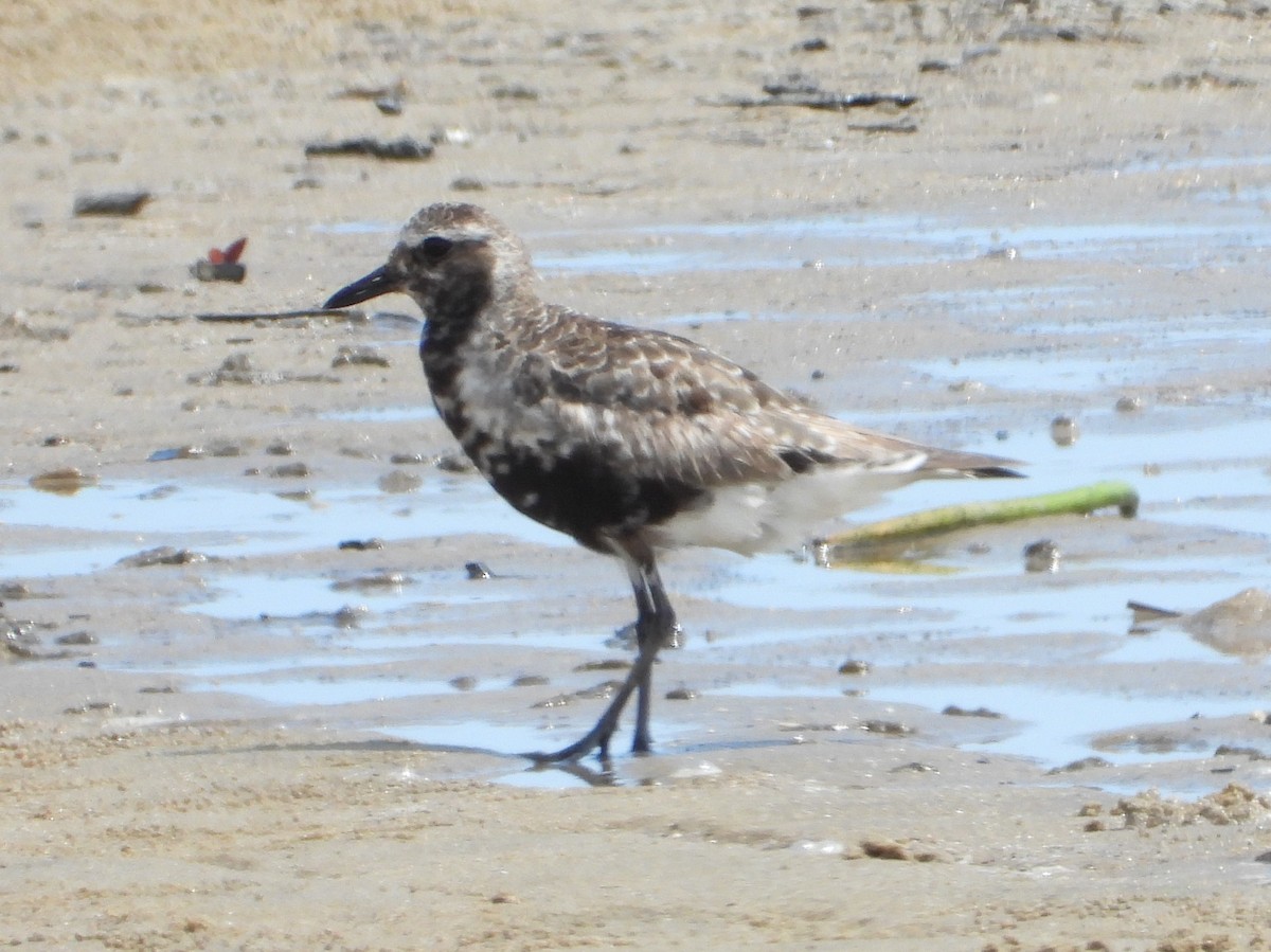Black-bellied Plover - ML643323030