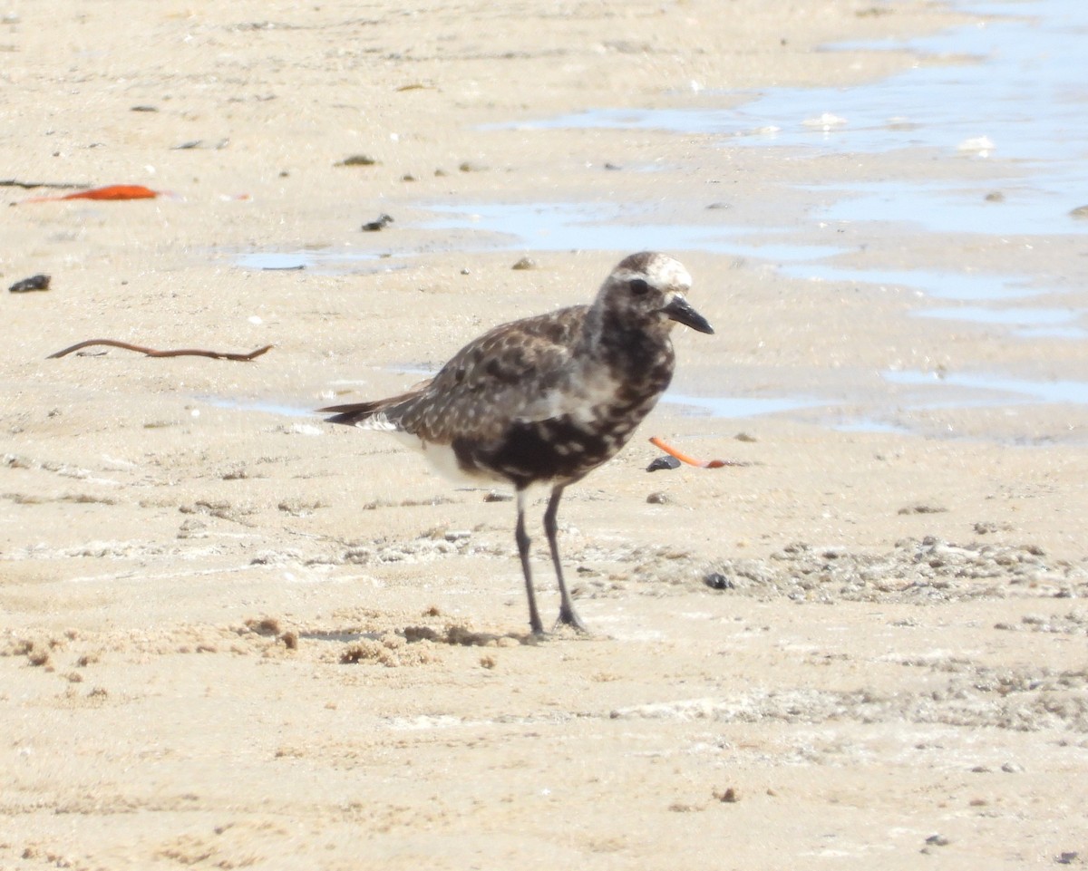 Black-bellied Plover - ML643323031