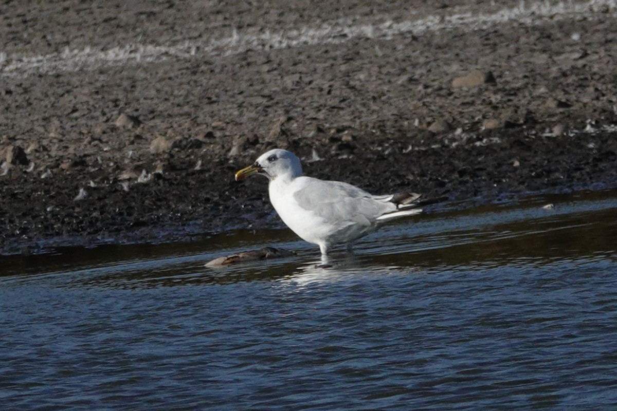American Herring Gull - ML643323038