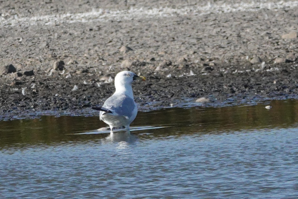 American Herring Gull - ML643323039