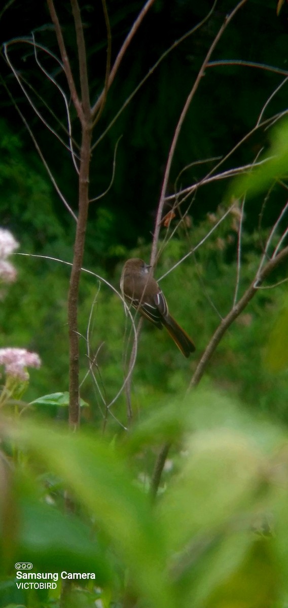 Pale-edged Flycatcher - ML643323060