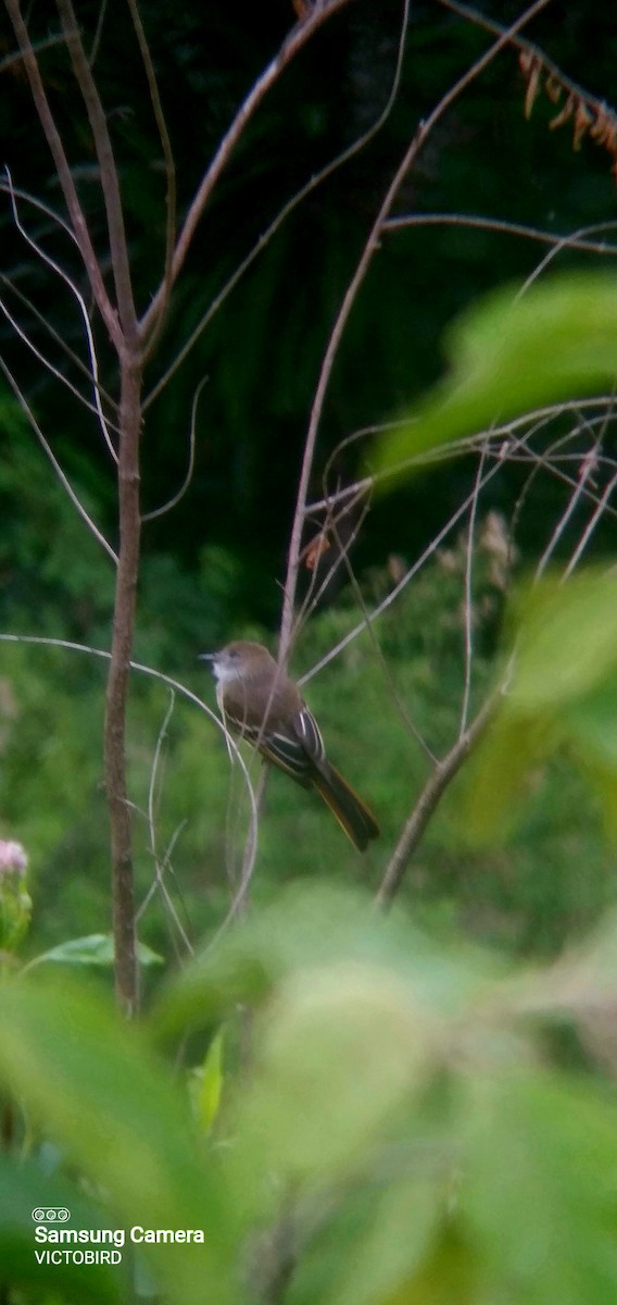 Pale-edged Flycatcher - ML643323061